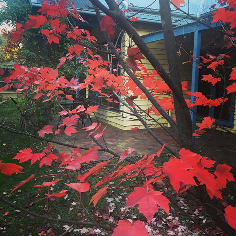 The Orchard House - Accommodation Mount Tamborine 27