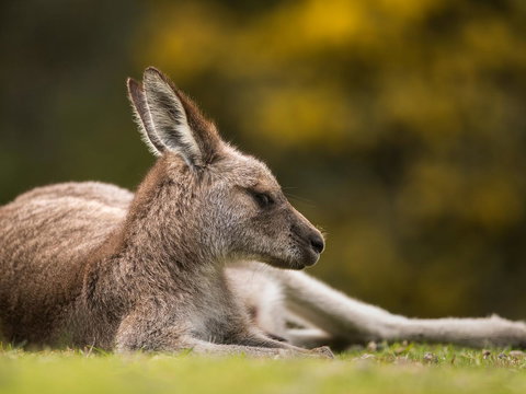 Gipsy Point Lodge & Cottages - Accommodation Mount Tamborine 39