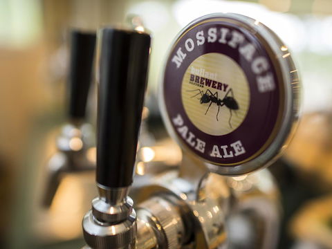 Gipsy Point Lodge & Cottages - Accommodation Mount Tamborine 16