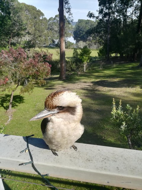 Gipsy Point Lodge & Cottages - Accommodation Mount Tamborine 8