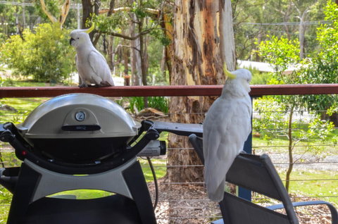 Blue Ridge Retreat - Accommodation Mount Tamborine 3