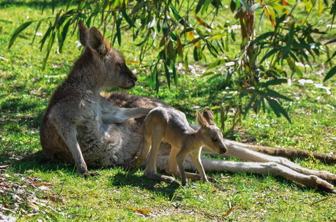 Blue Ridge Retreat - Accommodation Mount Tamborine 9
