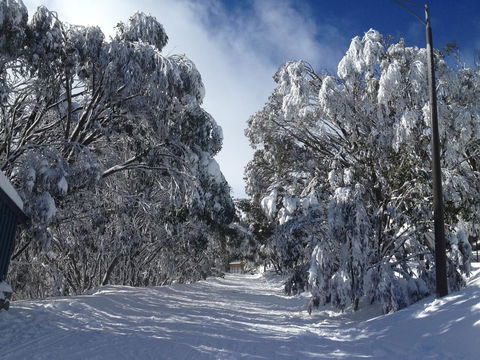 Maisonettes Falls Creek - Accommodation Mount Tamborine 17