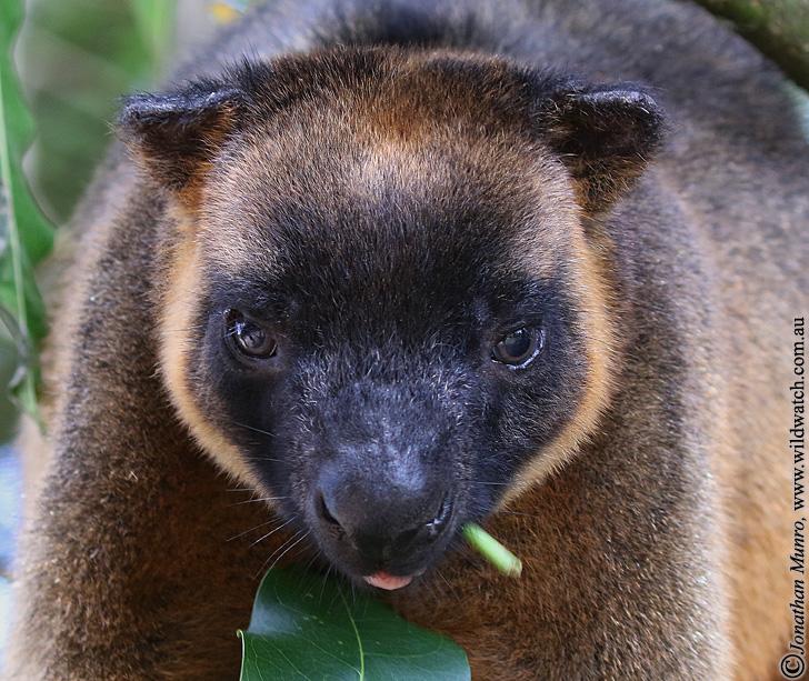 Evelyn QLD Accommodation Mount Tamborine
