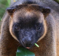 The Pond Cottage - Accommodation Mount Tamborine