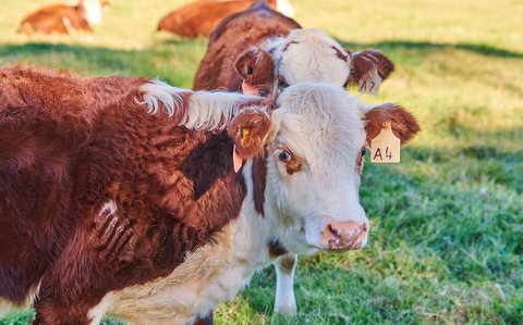 The Vale - Accommodation Mount Tamborine 2
