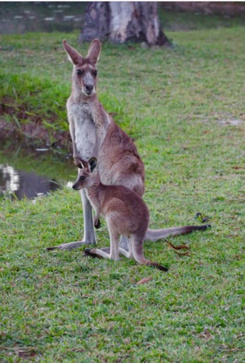 The Zen Den Adults Only - Accommodation Mount Tamborine 3