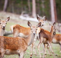 Villa Cervi Property - Accommodation Mount Tamborine