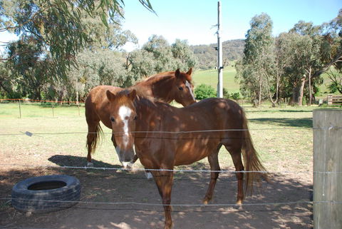 Bluegum Ridge Cottages - Accommodation Mount Tamborine 34