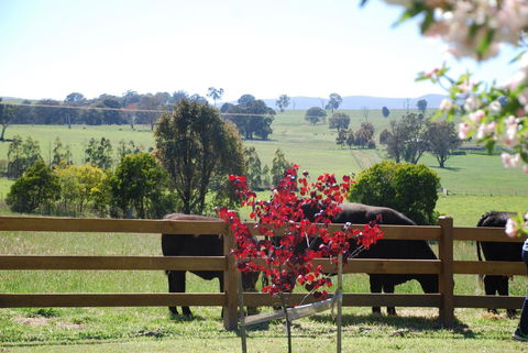 Bluegum Ridge Cottages - Accommodation Mount Tamborine 33