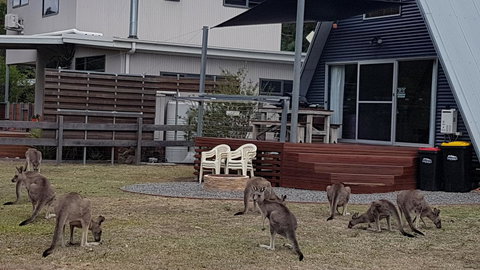 The A-Frame - Accommodation Mount Tamborine 3