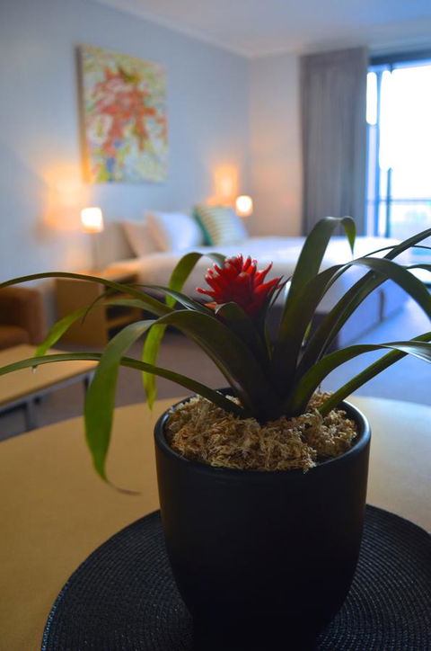 Mansfield Apartments - Accommodation Mount Tamborine 21