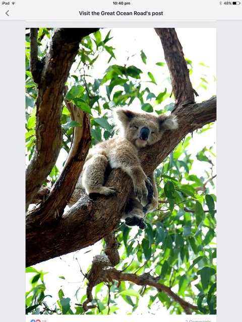 Austral Place 88 Via Merri River - Accommodation Mount Tamborine 24