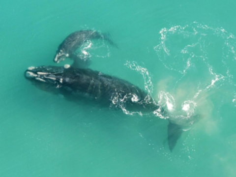 Austral Place 88 Via Merri River - Accommodation Mount Tamborine 23