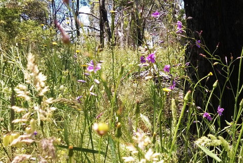 Grampians Pomonal Cottages - Accommodation Mount Tamborine 31