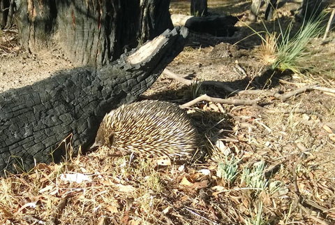 Grampians Pomonal Cottages - Accommodation Mount Tamborine 25