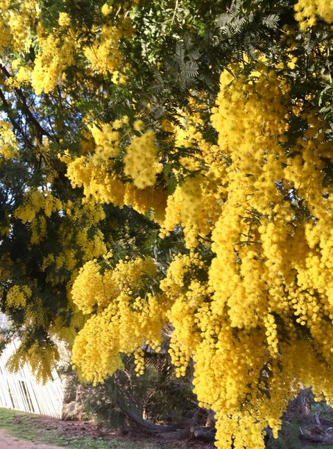 Grampians Pomonal Cottages - Accommodation Mount Tamborine 5