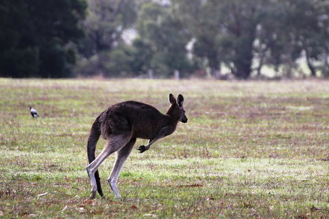 Grampians Pomonal Cottages - Accommodation Mount Tamborine 26