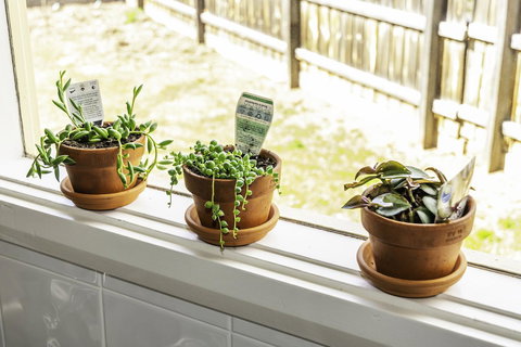 Bacchus Centro - Accommodation Mount Tamborine 10