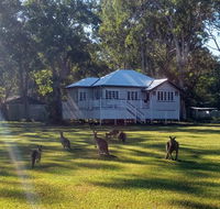 Lake Weyba Noosa Lodge  Kangaroos - Accommodation Mount Tamborine