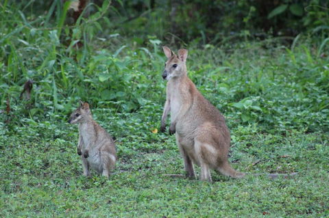 Airlie Beach Eco Cabins - Adults Only - Accommodation Mount Tamborine 16