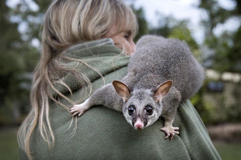 Airlie Beach Eco Cabins - Adults Only - Accommodation Mount Tamborine 3