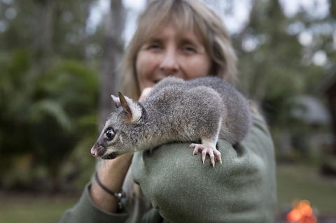 Airlie Beach Eco Cabins - Adults Only - Accommodation Mount Tamborine 11