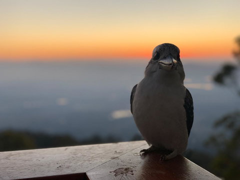 The Polish Place - Accommodation Mount Tamborine 2