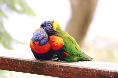 The Polish Place - Accommodation Mount Tamborine 9