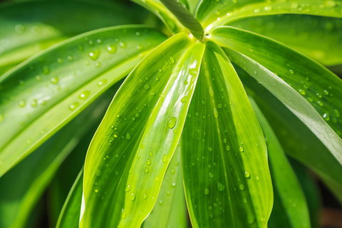 Port Douglas Motel - Accommodation Mount Tamborine 27