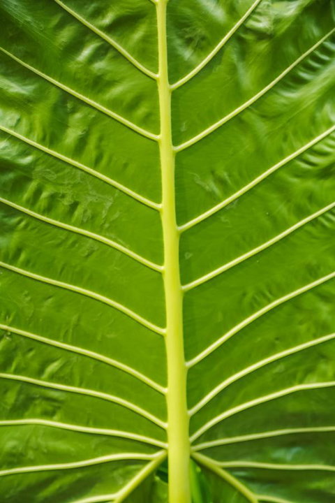 Port Douglas Motel - Accommodation Mount Tamborine 24