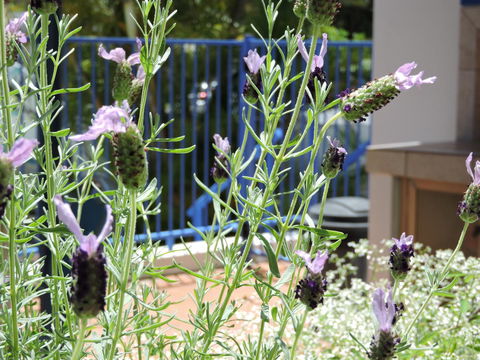 Surfers Beach Resort One - Accommodation Mount Tamborine 0