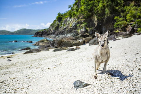 Daydream Island Resort - Accommodation Mount Tamborine 26
