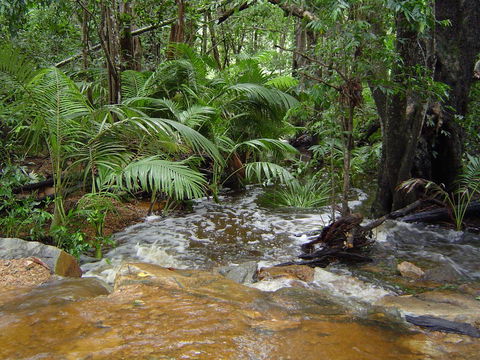 Forest Lodge: Little Villa - Accommodation Mount Tamborine 17