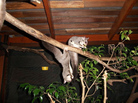 Forest Lodge: Little Villa - Accommodation Mount Tamborine 1