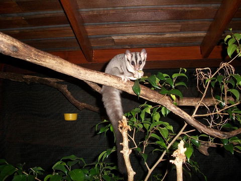 Forest Lodge: Little Villa - Accommodation Mount Tamborine 18