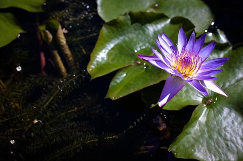 Freestyle Resort Port Douglas - Accommodation Mount Tamborine 20