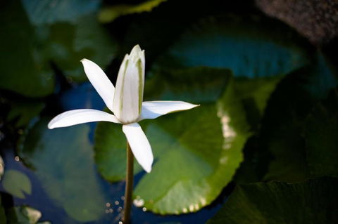 Freestyle Resort Port Douglas - Accommodation Mount Tamborine 12