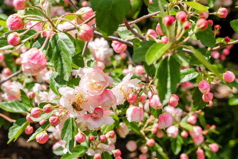 Apple Blossom Cottages - Accommodation Mount Tamborine 3