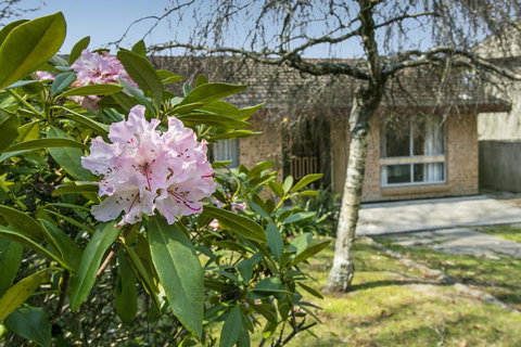 Wentworth Rose - Accommodation Mount Tamborine 2