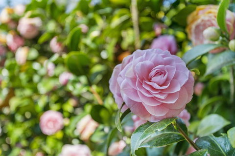 Wentworth Rose - Accommodation Mount Tamborine 0