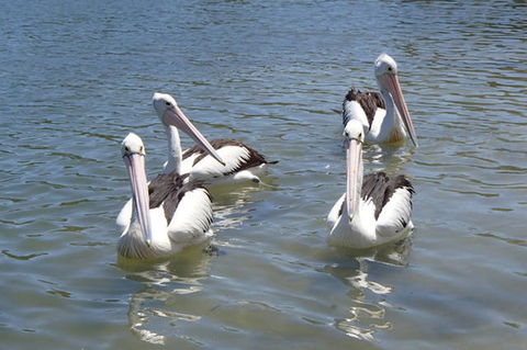 Keith's Sister - Accommodation Mount Tamborine 42