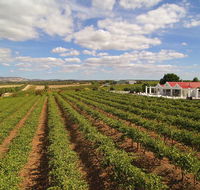 1837 Barossa Luxury Vineyard Cottages - Accommodation Mount Tamborine