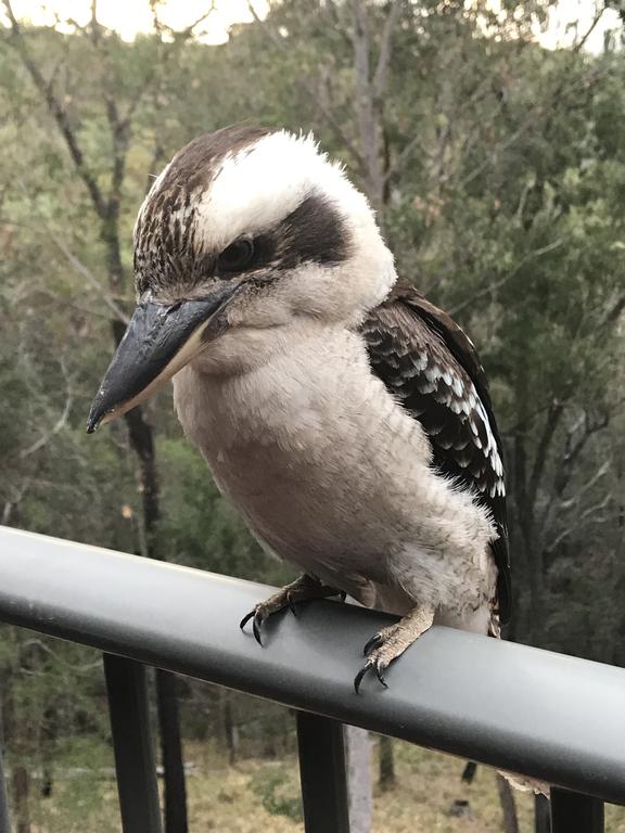  Accommodation Mount Tamborine