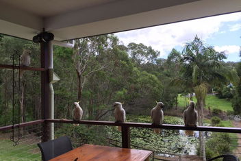 449 with Accommodation Mount Tamborine