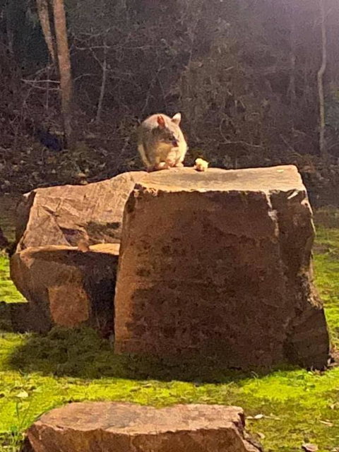 Harmony Forest Cottages & Lake Side Lodge - Accommodation Mount Tamborine 2