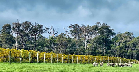 Harmony Forest Cottages & Lake Side Lodge - Accommodation Mount Tamborine 1