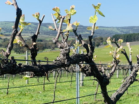 Amongst The Vines Deluxe Retreat - Accommodation Mount Tamborine 1