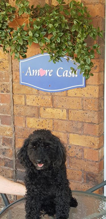 Amore Casa Tenterfield - Accommodation Mount Tamborine 2