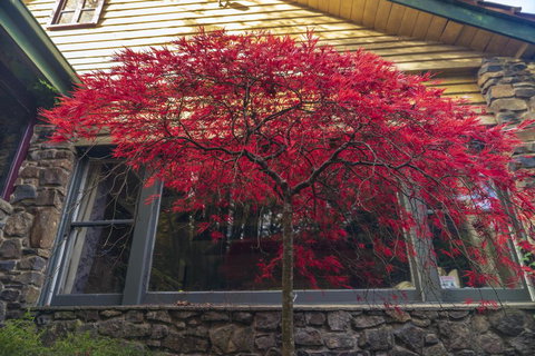 Arnica Views Summit Retreat - Accommodation Mount Tamborine 3
